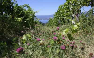 Summerhill Pyramid Winery (British Columbia)